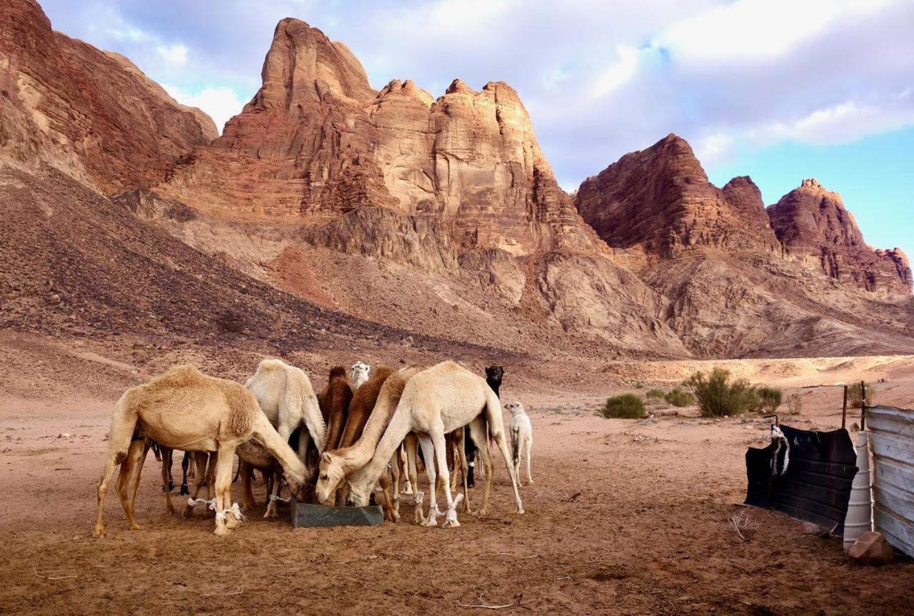 Wadi Rum Bedouin Way Camp Extérieur photo