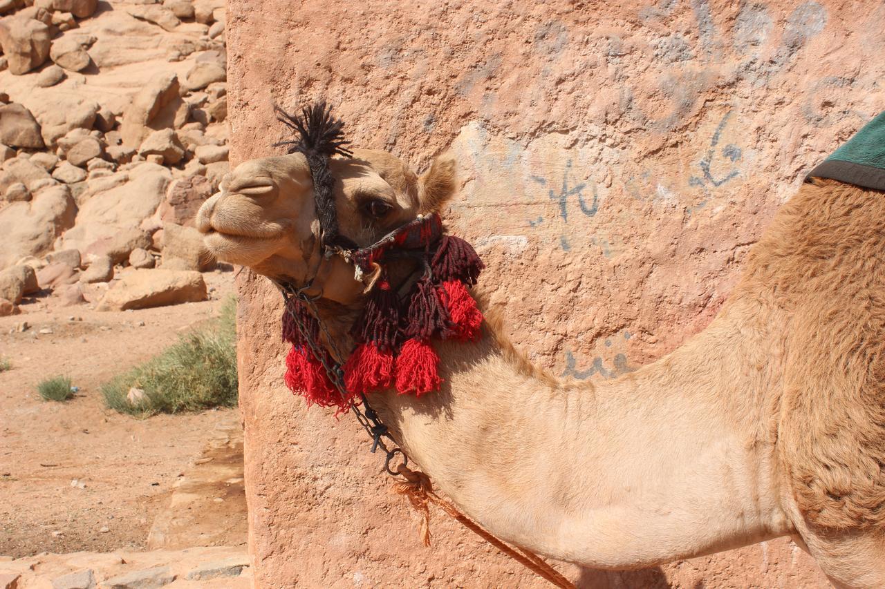Wadi Rum Bedouin Way Camp Extérieur photo