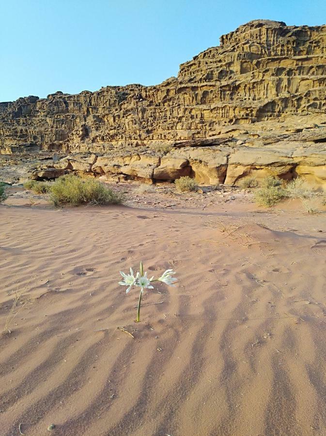Wadi Rum Bedouin Way Camp Extérieur photo